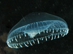 Białko meduz posłuży do wytworzenia tańszych paneli słonecznych