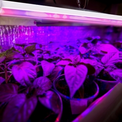 Rolnictwo wspomagane światłem LED