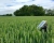Monitoring gospodarstwa rolnego z wykorzystaniem danych satelitarnych z programu Copernicus