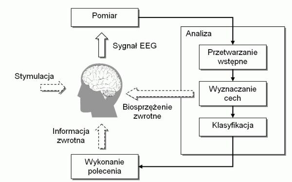Uproszczony schemat działania interfejs&oacute;w BCI. Źr&oacute;dło: Marcin Byczuk