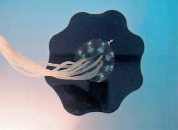Amoebot zaprojektowany w Northeastern Marine Science Center