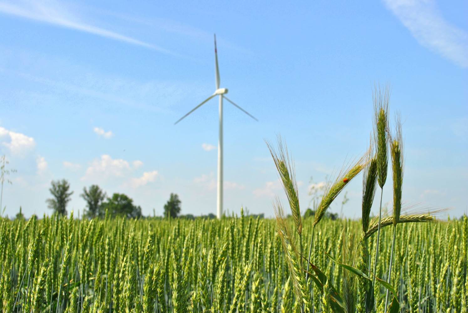 Co myślimy o wiatrakach? Raport o postrzeganiu Odnawialnych Źr&oacute;deł Energii