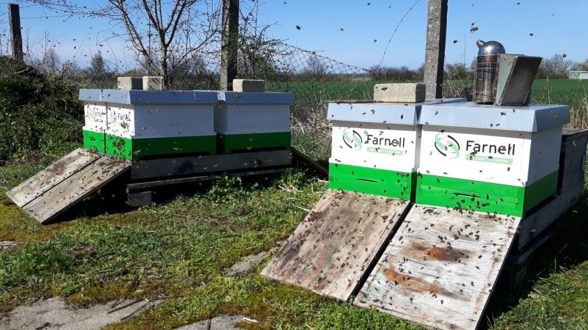 Farnell rozpoczyna globalną kampanię na rzecz ratowania pszczół