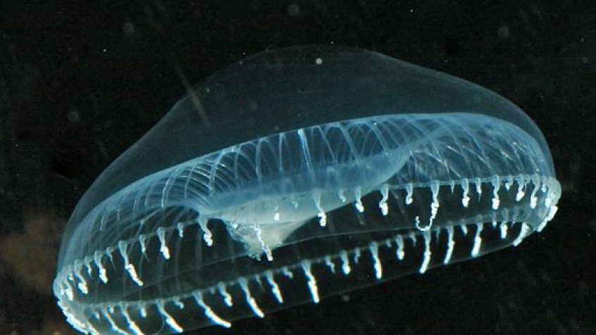 Aequorea Victoria