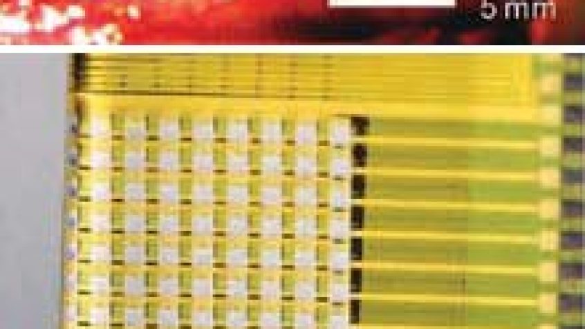 Matryca ultracienkich elektrod (na górze umieszczona w mózgu kota) pozwalająca na gromadzenie znacznie większej ilości danych niż dotychczas. Matryca jest tak cienka i elastyczna, że można umieścić na bardzo cienkich i nierównych powierzchniach.
