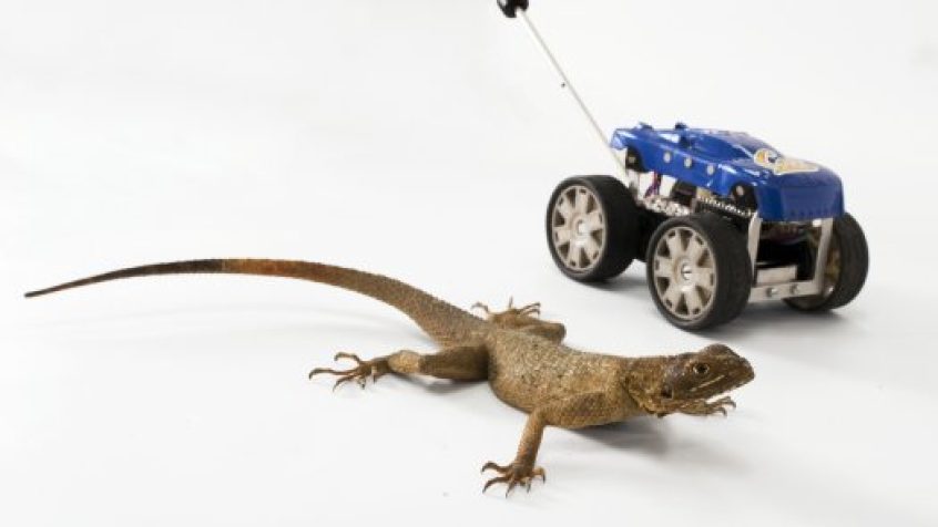 Roboty mobilne inspirowane skaczącymi jaszczurkami