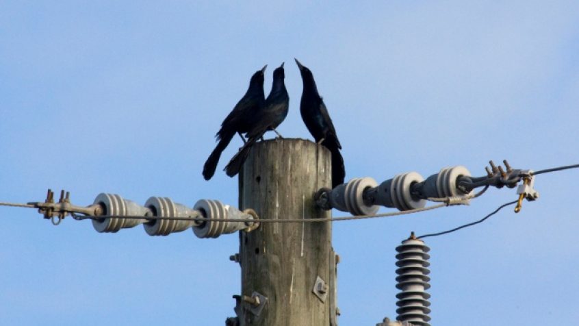Ptaki na słupie energetycznym