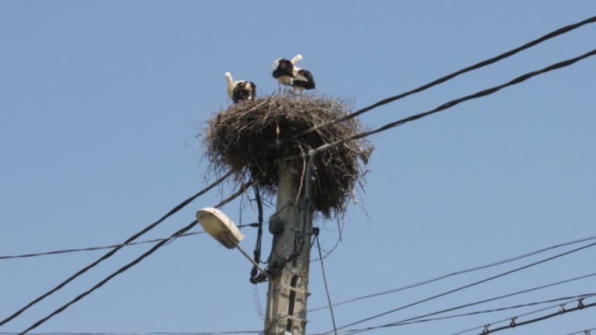 Gniazdo bocianów na słupie energetycznym