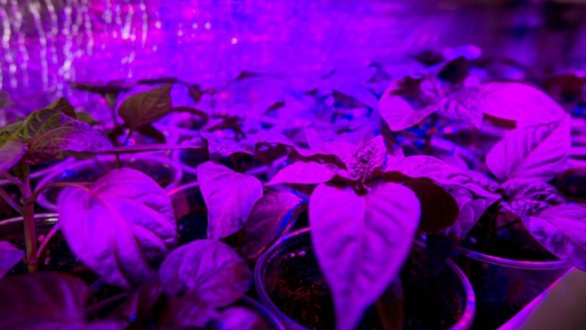Grow Light